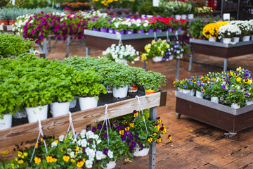Fototapeta na wymiar Close up of beautiful parsley green plants and spring pansies flowers for sale at a garden center
