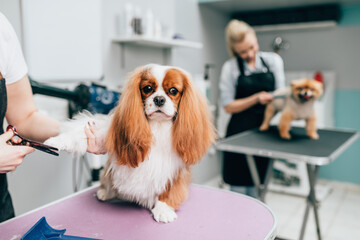 Cavalier King Charles Spaniel and Pomeranian dog at grooming salon. Animal care concept.