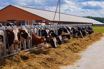 Holstein Frisian dairy cows in free open stall