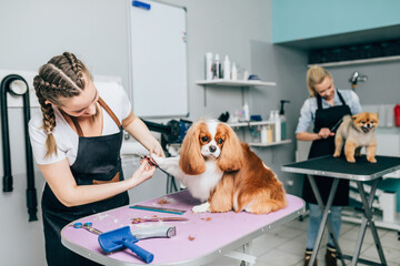 Cavalier King Charles Spaniel and Pomeranian dog at grooming salon. Animal care concept.