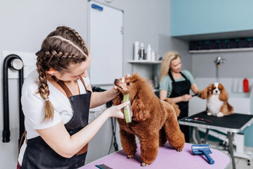 Red miniature poodle and  Cavalier King Charles Spaniel at grooming salon. Animal care concept.