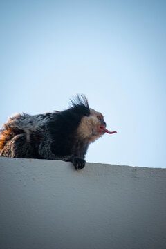 Mono posando mirando de lado en el atardecer arriba de un muro
