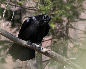 Raven Photo Stock. Crow Image. Close-up profile view, perched on a tree branch with a blur forest background in its environment and habitat, displaying black feather plumage. Image. Picture. Portrait.