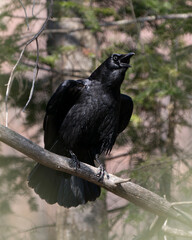 Raven Photo Stock. Crow Image.  Perched on a tree branch with a blur forest background in its environment and habitat, displaying open beak, black feather plumage. Image. Picture. Portrait.