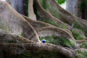 Sacred forest and huge roots of ancient trees, Kauai, Hawaii