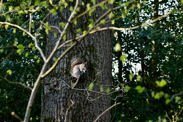 Squirrel with a nut on a tree, England, UK