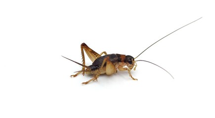 Isolated crickets set if on a white background.