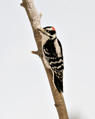 Woodpecker Stock Photos. close-up profile view climbing tree branch and displaying feather plumage in its environment and habitat in the forest with a blur background. Image. Picture. Portrait.