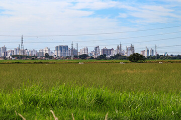 Pasture for cattle and the city of Campos dos Goytacazes in the background