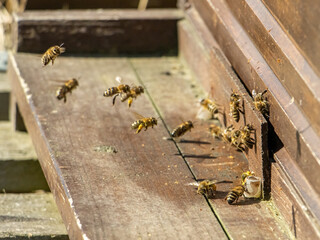 Bees fly to beehive, close up. Honey Bees at the entrance to the apiary, macro view.
