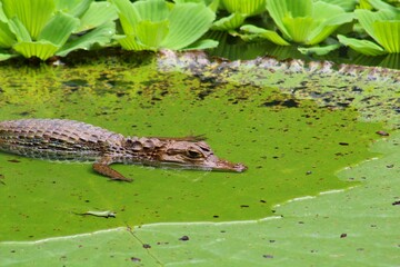 A small spectacled caiman (Caiman crocodilus) on top of a giant water lily's leaf (Victoria amazonica).