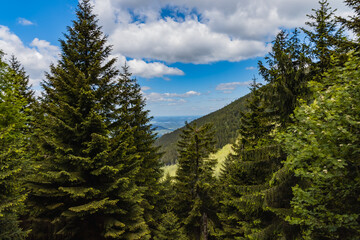 Beautiful panorama of high trees in high parts of the Giant Mountains