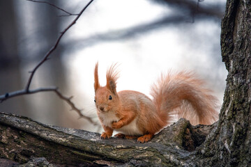 Red squirrel on a tree. Selective focus close-up