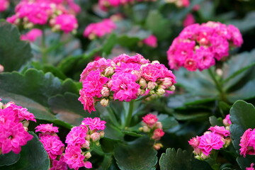 pink flowers in garden