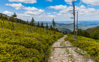 Obraz premium Long mountain trail with bushes and trees around in Karkonosze Giant Mountains