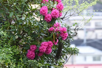 Fototapeta na wymiar Rhododendron blooms beautiful flowers in spring.