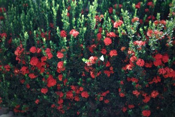 red and yellow flowers