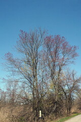Budding Tree Against Blue Sky in Spring on a Trail
