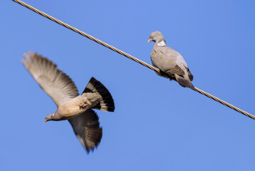 Two eurasian collared doves (Streptopelia decaocto). One bird sits on the wires, the second bird is in flight