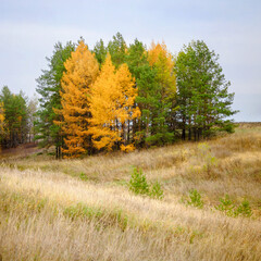 Autumn conifer trees, dry grass field