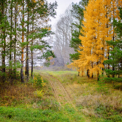 Road and autumn conifer trees, footpath, Russia