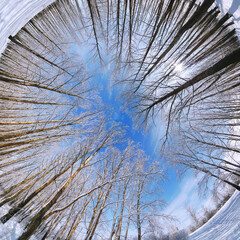 Circular panorama of winter forest, Russia