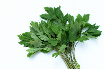 White mugwort leaves on white background.