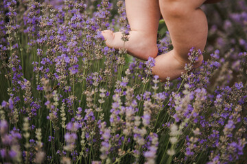 Baby's feet touching lavender, feeling nature. Cute baby feet in lavender. Purple lavender in...