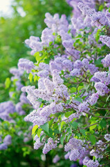 Branches with spring lilac flowers, blooming bush