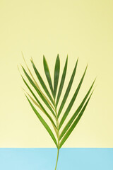 Upper side copy space. Green palm tree leaves on branch on light sea water blue background from  bottom and sand yellow dominating background. Flat lay minimal nature summer beach on sunlight concept.