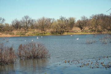 Fototapeta premium White Swans Swimming on Lake Early Spring Day