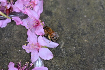There are 40 species of bees worldwide but the western honey bee is most widely farmed It has been kept by humans for thousands of years It has a pair of reniform compound eyes and geniculate antennae