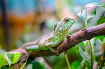 Green plumed basilisk in terrarium