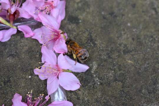 There are 40 species of bees worldwide but the western honey bee is most widely farmed It has been kept by humans for thousands of years It has a pair of reniform compound eyes and geniculate antennae