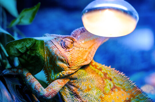 Green chameleon on blue background, bulb