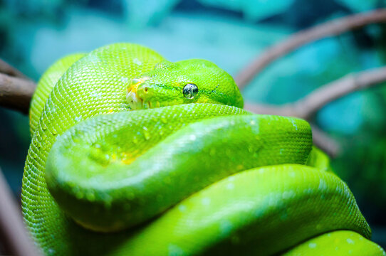 Green tree python on a branch, terrarium