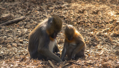 Mother and baby baboon sitting next to each other