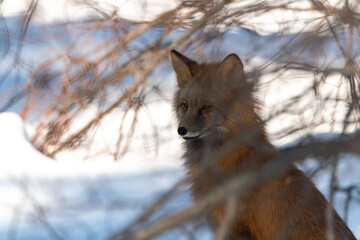 Fototapeta premium A curious fox sitting in an outside snowy area under a tree, waiting and stalking. Taken in early spring time in northern Canada. 
