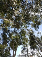 looking up at the sky through trees
