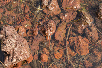Close up view of gravel in a pond.