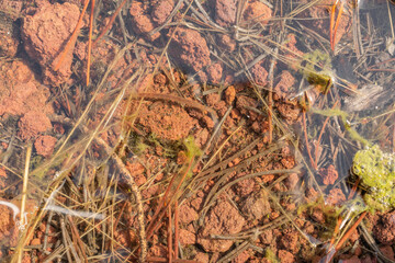 Close up view of gravel in a pond.