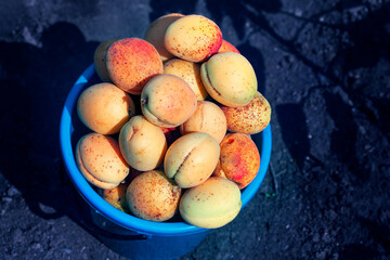 Harvest of apricots . Basket full of fresh and sweet fruits