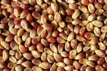 Red corn seen through a macro lens.