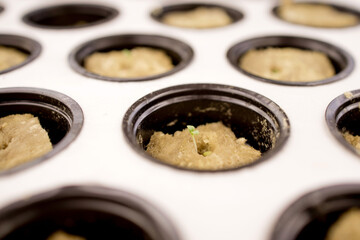 Germination on rockwool for hydroponic. Preparing for the cultivation of plants in the garden. Green sprout. Breeding ground. Natural product.