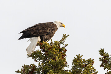 A adult large bald eagle perched on top of a spruce tree in the wild, wilderness of northern Canada with blue sky background. Taken in spring time. 