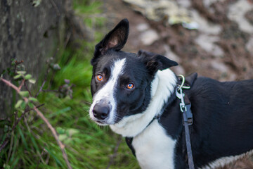 Border collie