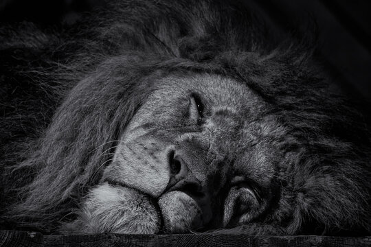 Sleeping male lion black and white image - Powered by Adobe