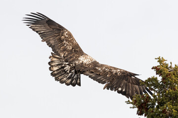 Obraz premium A young eaglet, bald eagle landing on top of a spruce tree with light blue sky behind. Taken in spring time in northern Canada. 