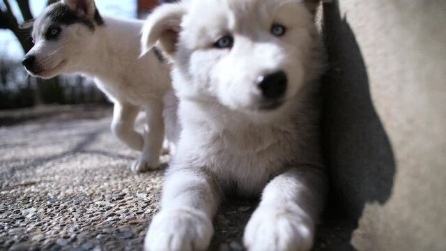 Wei&szlig;er sibirischer Husky Hunde Baby Welpe mit blauen Augen und flauschigem Fell beschnuppert interessiert die Kamera Linse