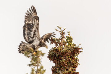 A young eaglet, bald eagle landing on top of a spruce tree with light blue sky behind. Taken in...